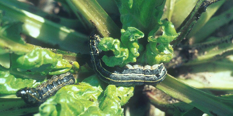 Noctuidos-plaga-remolacha-azucarera