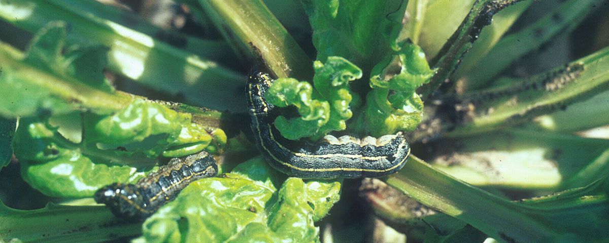 Noctuidos-plaga-remolacha-azucarera