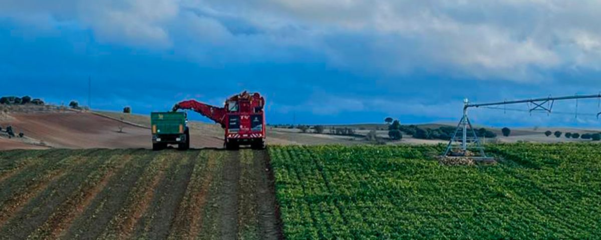 Tú eliges la forma de hacer remolacha: la convertimos en un cultivo  rentable, cómodo y seguro